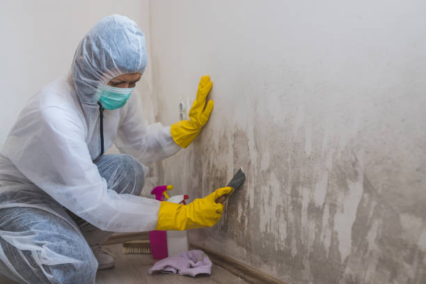 Best Emergency Mold Removal  in Harbour Heights, FL