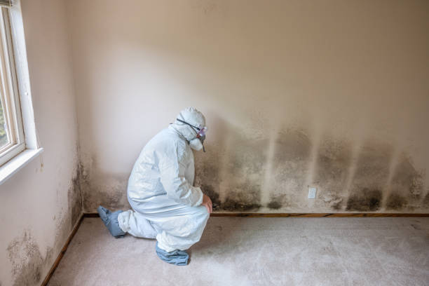 Best Local Mold Removal Service  in Harbour Heights, FL